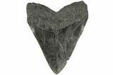 Fossil Megalodon Tooth - Huge Meg Tooth #185216-2